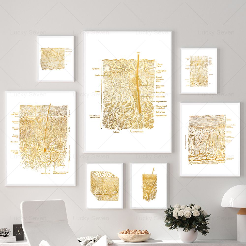 Skincare Ls - Huidverzorging Anatomie Posters Dissectie Histologie Anatomische