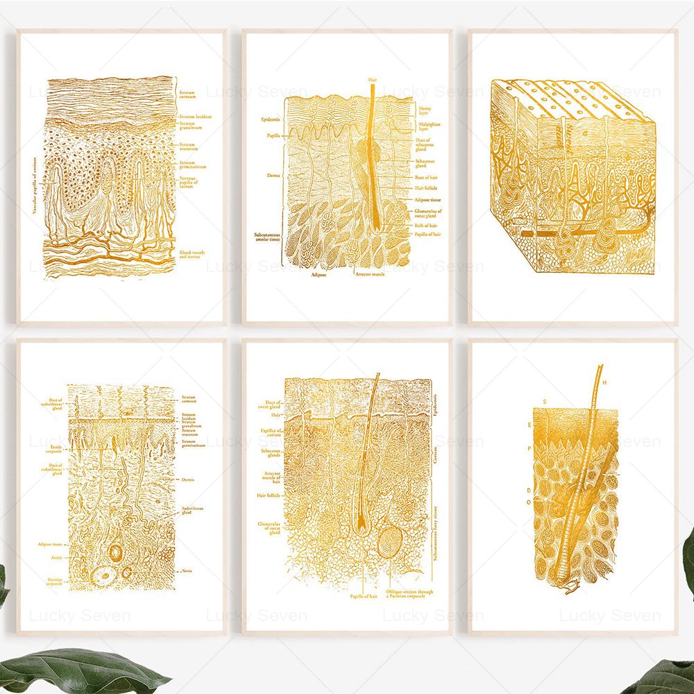 Huidverzorging Anatomie Poster - Skincare Ls recensie en prijs