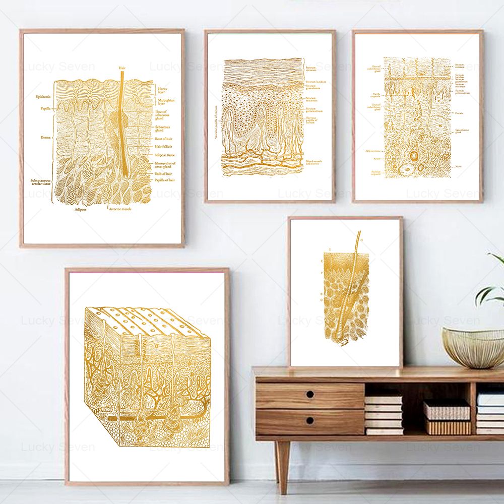 Huidverzorging Anatomie Poster - Skincare Ls recensie en prijs