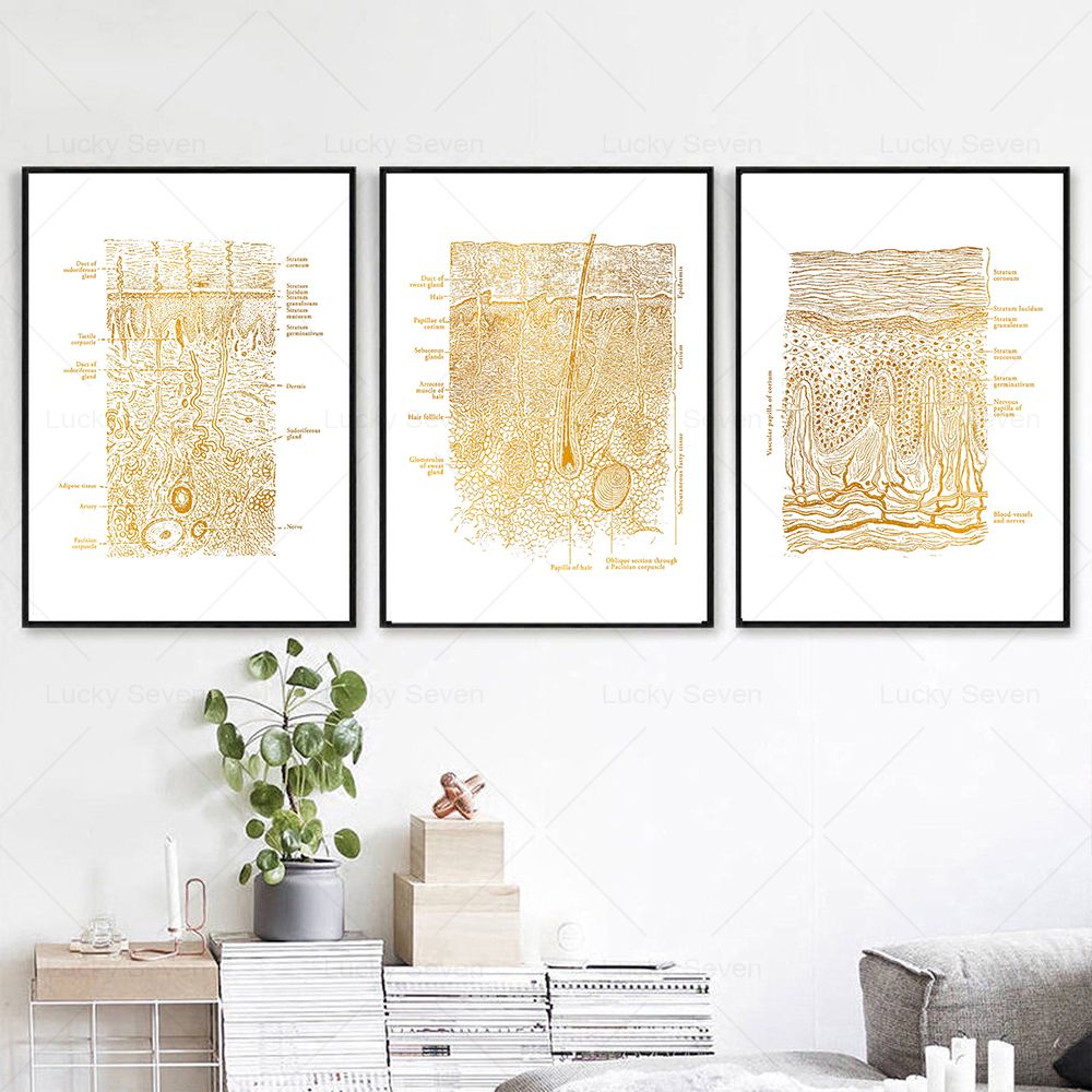 Huidverzorging Anatomie Poster - Skincare Ls recensie en prijs